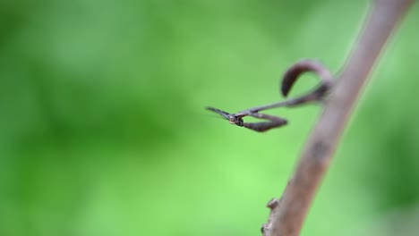 A-very-tiny-mantis-captured-in-a-macro-footage-as-it-moves-its-head-up,-shakes-its-forelegs-and-body-forward,-Praying-Mantis,-Phyllothelys-sp