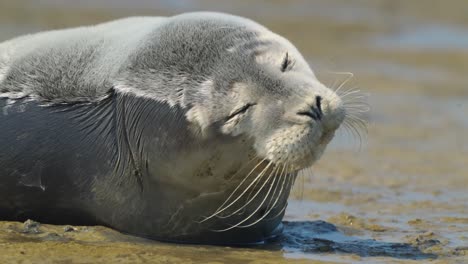 Closeup-of-sleepy-seal-relaxing-on-sandy-beach,-Netherlands,-day