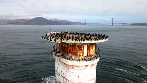 Aerial-view-around-a-beacon-full-of-birds,-with-the-Golden-gate-bridge-in-the-background---circling,-drone-shot