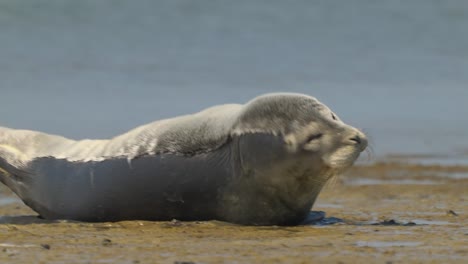A-wild-earless-caspian-seal,-pusa-caspica-spotted-sunbathing-on-the-shore,-enjoying-beautiful-sunshine,-handheld-close-up-shot