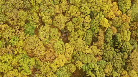 Top-down-aerial-view-of-autumn-fall-colours,-oak-woodland,-Ariundle,-Highlands,-Scotland
