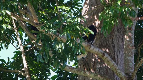 Preening-within-the-foliage-of-the-tree-during-the-early-morning-hours,-Great-Indian-Hornbill-Buceros-bicornis,-Khao-Yai-National-Park,-Thailand