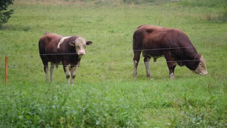 Static-shot-of-a-grazing-couple-of-bulls-feeding-on-wet-green-grass-field-on-cloudy-rainy-day