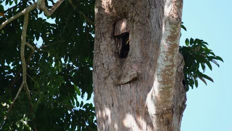 Blätter-Fallen-An-Einem-Windigen-Tag,-Dann-Sieht-Man-Den-Weiblichen-Hornvogel,-Der-Sein-Nest-Mit-Seinem-Schnabel-Repariert,-Großer-Indischer-Hornvogel-Buceros-Bicornis,-Khao-Yai-Nationalpark,-Thailand