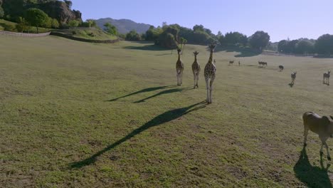 Tower-of-giraffes-walking-through-the-grassfields-during-a-sunny-day