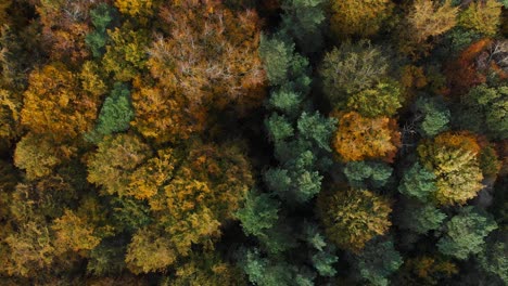 Aerial-top-view-of-an-autumnal-forest,-National-park-from-above-with-leaves-turning-yellow-indicating-autumn-season-in-Thetford-also-known-as-Brandon-norfolk