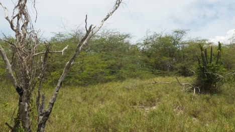 Bare-Tree-Amidst-The-Wilderness-In-Cabo-Rojo-Region-On-The-South-Coast-Of-Puerto-Rico