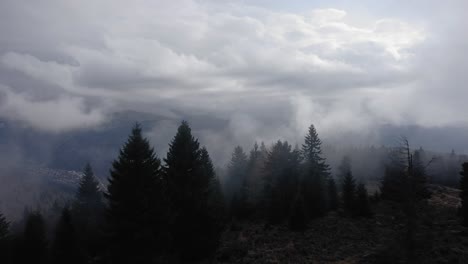 Drone-shot-flying-passing-some-pine-trees-with-a-mountain-misty-landscape