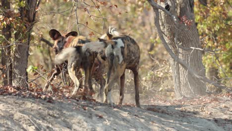 Slow-motion-clip-of-an-African-wild-dog-pack-playing-after-finishing-a-kill,-Khwai-Botswana