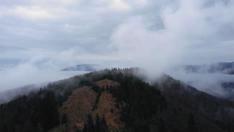 Drone-shot-flying-left-right-upon-some-pine-trees-with-a-mountain-misty-landscape