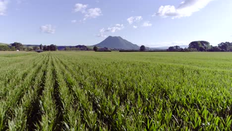 Green-corn-field-with-bright-sunlight-and-distant-mountain-volcano,-New-Zealand