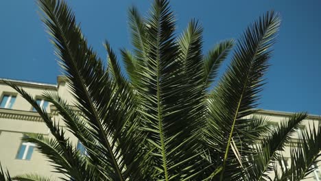 Dynamic-Shot-of-a-Palm-in-the-City-Center