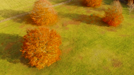 Aerial-view-from-left-to-right-of-trees-shedding-their-yellow-leaves-on-the-green-grass-indicating-autumn-season-with-a-fencing-the-agricultural-field-beside-it-in-Thetford,norfolk,-UK