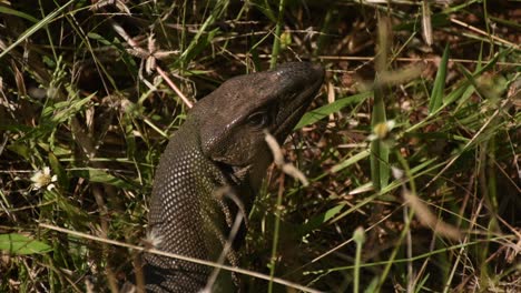 monitor-lizard-in-sri-lankan-garden
