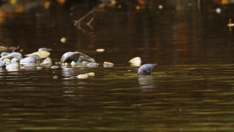 Amerikanischer-Wasseramselnvogel,-Der-In-Seichten-Waldflüssen-Nach-Nahrung-Sucht