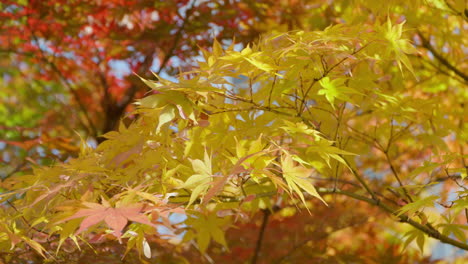 Glatte-Japanische-Ahornbäume-Mit-Buntem-Herbstlaub