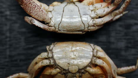 Zoom-out-of-male-crabs-showing-anatomical-differences-between-narrow-male-abdominal-apron-and-wide-female-abdominal-apron