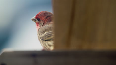 House-Finch-Eating-A-Seed,-Partially-Obscured-By-Bird-Feeder,-In-Pennsylvania,-U