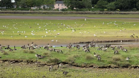 Countless-Gooses-Picking-Up-Food-From-Grass-In-Cornwall-Nature-Reserve,-Hayle