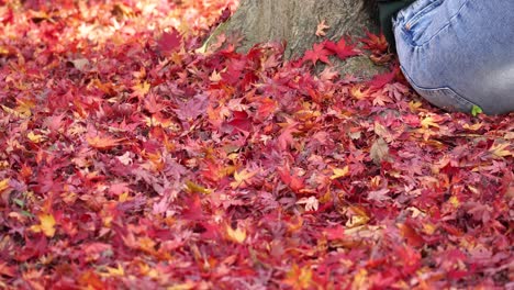 Schöne-Rote-Acer-Palmatum-Oder-Japanische-Ahornblätter-Bedecken-Den-Boden,-Während-Eine-Frau-Auf-Ihnen-Sitzt-Und-Sich-An-Einen-Baumstamm-Lehnt---Unkenntlich-Nach-Unten-Geneigt