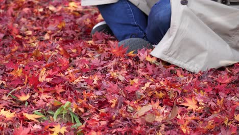 Colorful-vibrant-red-Acer-Palmatum-or-Japanese-maple-leaves-cover-the-ground-as-a-woman-sits-on-them---no-face-zoom-out