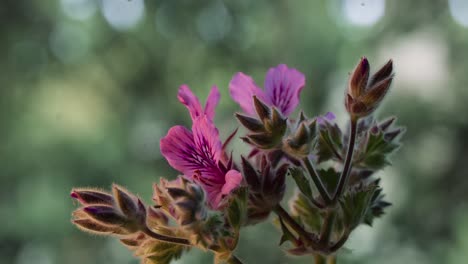Time-Lapse-of-Rose-Geranium-flowering-over-a-couple-of-days,-shot-on-Sigma-100mm-Macro-Lens