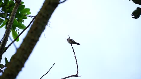 Cámara-Lenta---Un-Pájaro-Gorrión-Posado-En-Una-Rama-De-árbol-Y-Luego-Vuela-Con-El-Fondo-Del-Cielo---Pájaro-Estrildidae