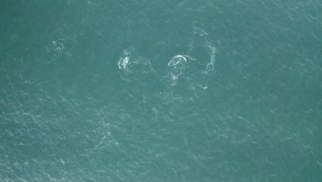 4K-Drohnenaufnahme-Einer-Delfinschote,-Die-Im-Ozean-Bei-Yamba,-Australien,-Fische-Spielt-Und-Fängt