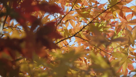 Lush-Foliage-Of-Japanese-Maple-Trees-During-Autumn-Season-In-South-Korea