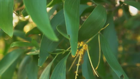 Close-up-of-green-blooming-leaves-on-tree-branches