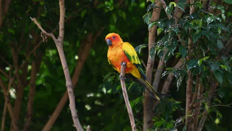 Seen-on-top-of-the-branch-as-it-looks-around-curiously-and-turns-to-right-quickly-then-rebalances-itself,-Sun-Conure-or-Sun-Parakeet,-Aratinga-solstitiali,-South-America