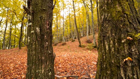 Aufsteigender-Schuss-Eines-Waldes-Mit-Goldenen-Blättern,-Die-Den-Boden-Bedecken