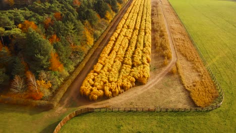 Aerial-view-backward-movement-shot-of-from-over-ripe-golden-wheat,-in-between-forest-and-grasslands,-about-to-be-harvested-in-Thetford-norfolk,-UK