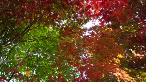 Looking-up-Japanese-Maple-trees-changing-colors-from-green-to-orange-and-red-and-yellow---beautiful-branches-with-leaves-covering-sky-in-Autumn