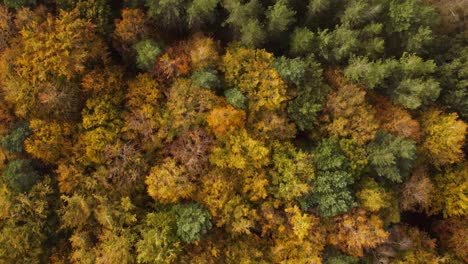 Aerial-view-forwarding-shot-of-an-autumnal-forest-with-trees-whose-leaves-are-turning-yellow-and-a-dead-trees-lying-at-floor-of-the-forest-in-Thetford-also-known-as-Brandon-norfolk