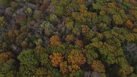 Aerial-View-of-Forest-in-the-Fall