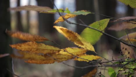Ein-Starker-Winterwind-Weht-Durch-Die-Tanzenden-Blätter-In-Einem-Englischen-Waldgebiet