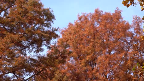 Orange-and-red-foliage-of-Dawn-redwood-trees-in-Korean-park-over-blue-sky---look-up