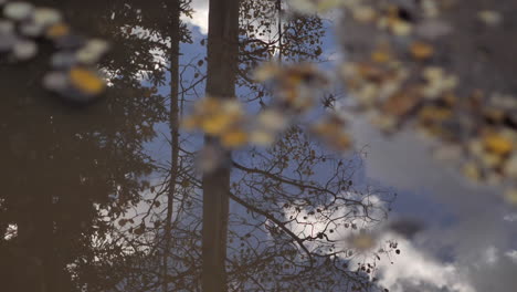 Reflexion-Von-Herbstbäumen-In-Der-Pfütze