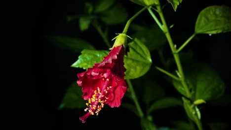 Time-lapse-closeup-shot-of-a-blooming-red-hibiscus-flower-in-black-background