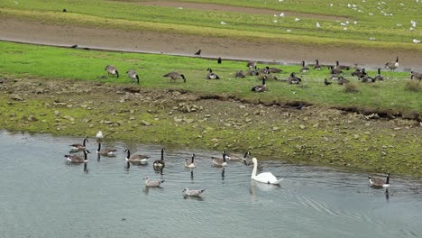 Unique-Gooses-And-Duck-Swimming-In-Cornwall-Nature-Reserve,-Hayle