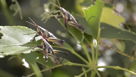 Three-grasshoppers-resting-on-bitten-leafs