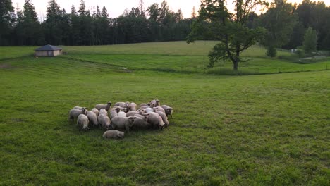 Small-heard-of-sheep-grazing-in-a-green-field-during-a-sunset-in-eastern-europe