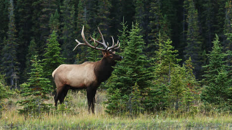 View-Of-Bull-Elk-In-Rut,-Alberta-Canada---wide-shot