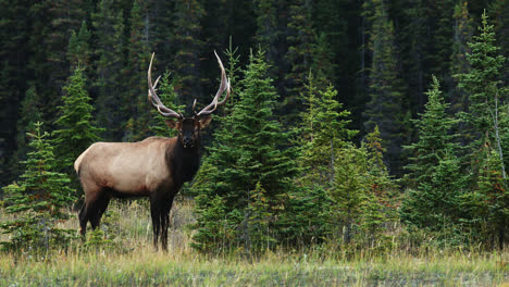 Beautiful-bull-Elk-standing-by-the-edge-of-the-forest-in-Rut,-Alberta-Canada