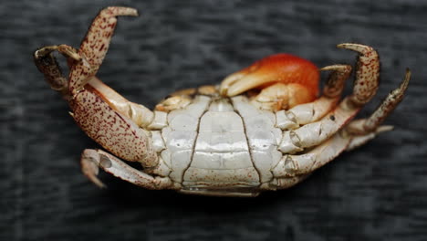 Molted-crab-shell-of-a-male-Red-Claw-Crab-showing-narrow-abdominal-apron