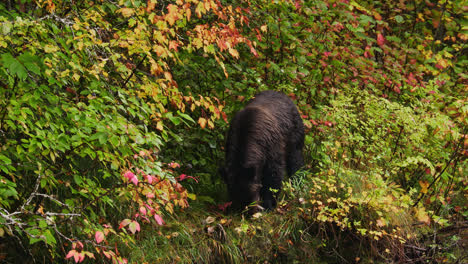 View-Of-An-Eating-Grizzly-Bear-in-vibrant-Autumn-colours-In-British-Columbia,-Canada---wide,-static