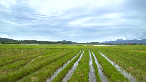 Low-Fly-Over-Rice-Fields-In-Arable-Land-At-Kampung-Mawar-Countryside,-Langkawi-Island,-Malaysia