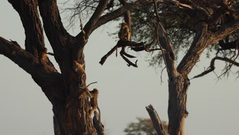 Junge-Paviane,-Die-Spaß-In-Einem-Baum-Im-Morgendlichen-Seitenlicht-Haben,-Khwai-Botswana