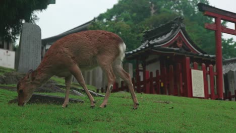 White-tailed-deer-eating-and-walking-in-front-of-Kasuga-sanctuary,-Nara-Park